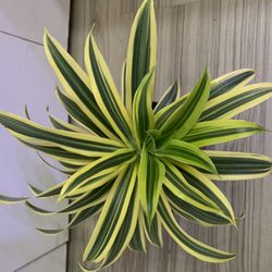 Song Of India - Dracaena 