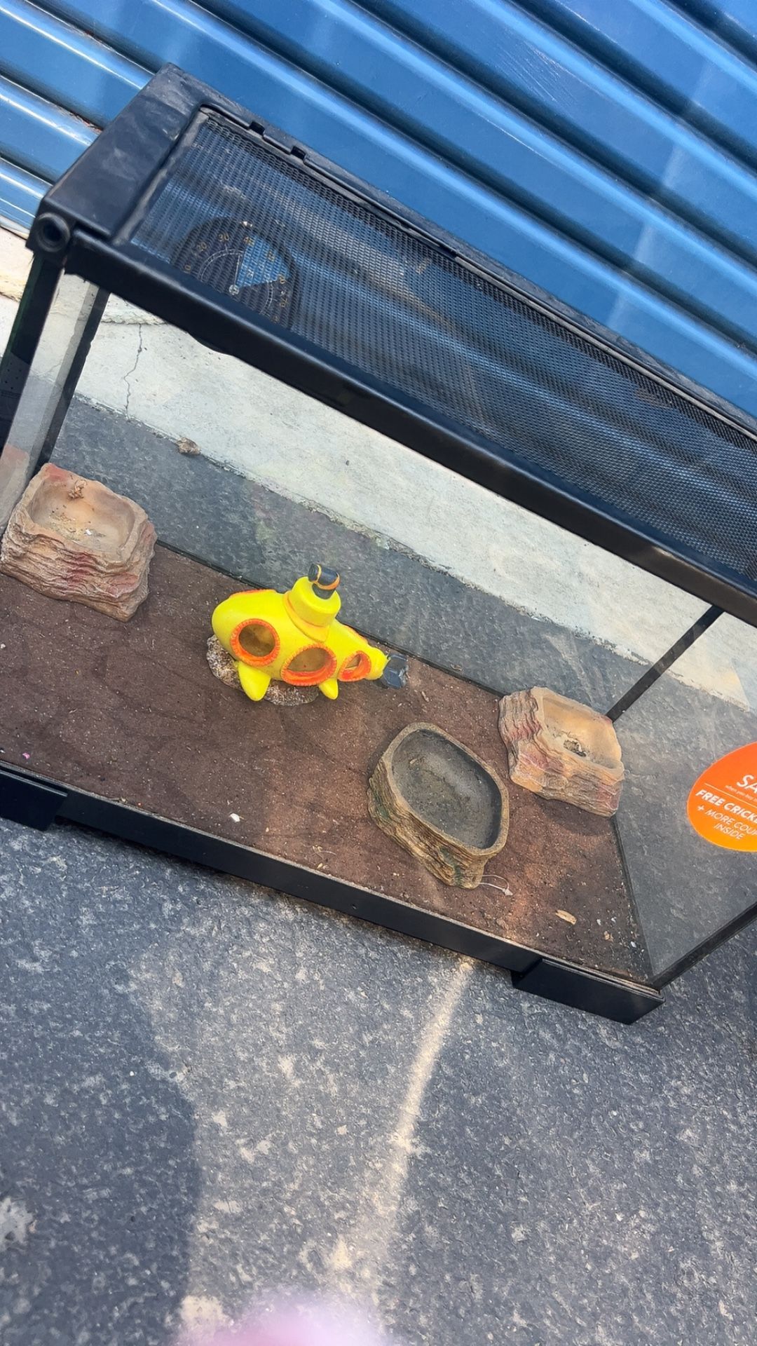 Lizard Tank