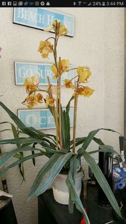 Artificial orchid 5.00
