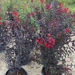 Crape Myrtles Plants