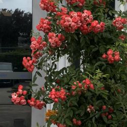 Red Rosa banksiae Aiton Climbing 