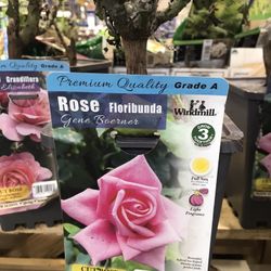 Fragrant Perfume Pink Rose Starter Plant Free Black Eyed Susan Plant