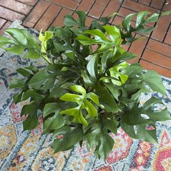 Mini Monstera Tropical Plant 