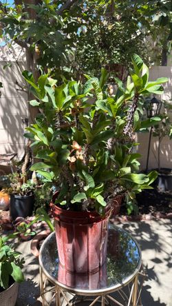 Crown of thorns plant