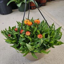 Strawflower Beautiful And Healthy HANGING BASKETS PLANTS ARRIVED. $14 each