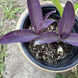 Tradescantia 