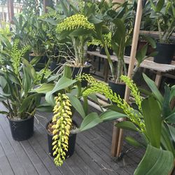 Dendrobium Australian Orchids, Blooming 2gl.pot, Daylight Moon Yellow 