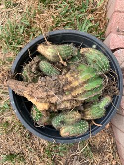Free cactus 🌵