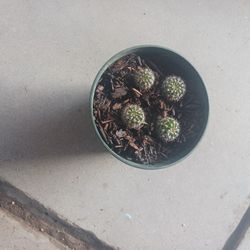 Cactus 