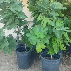 Fig Trees For Sale 