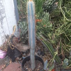 Blue Torch Cactus Plant