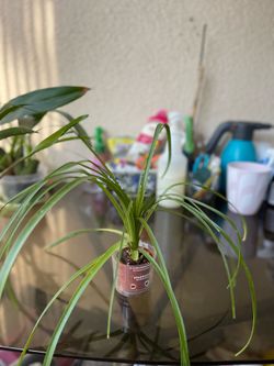Ponytail seedling