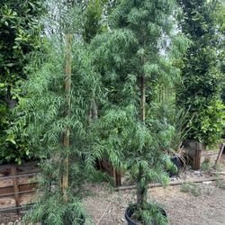 15 Gal Podacarpus 6ft Plus