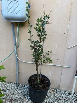Flying dragon dwarf bitter orange  lemon tree