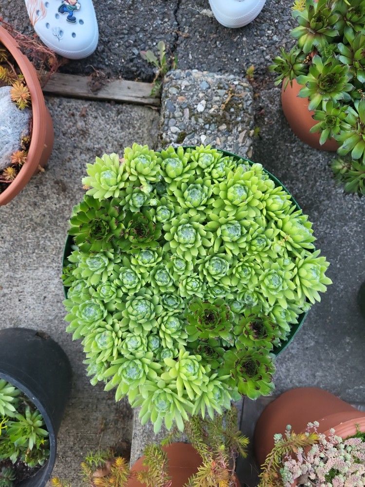 Select SEDUM MINI GARDENS