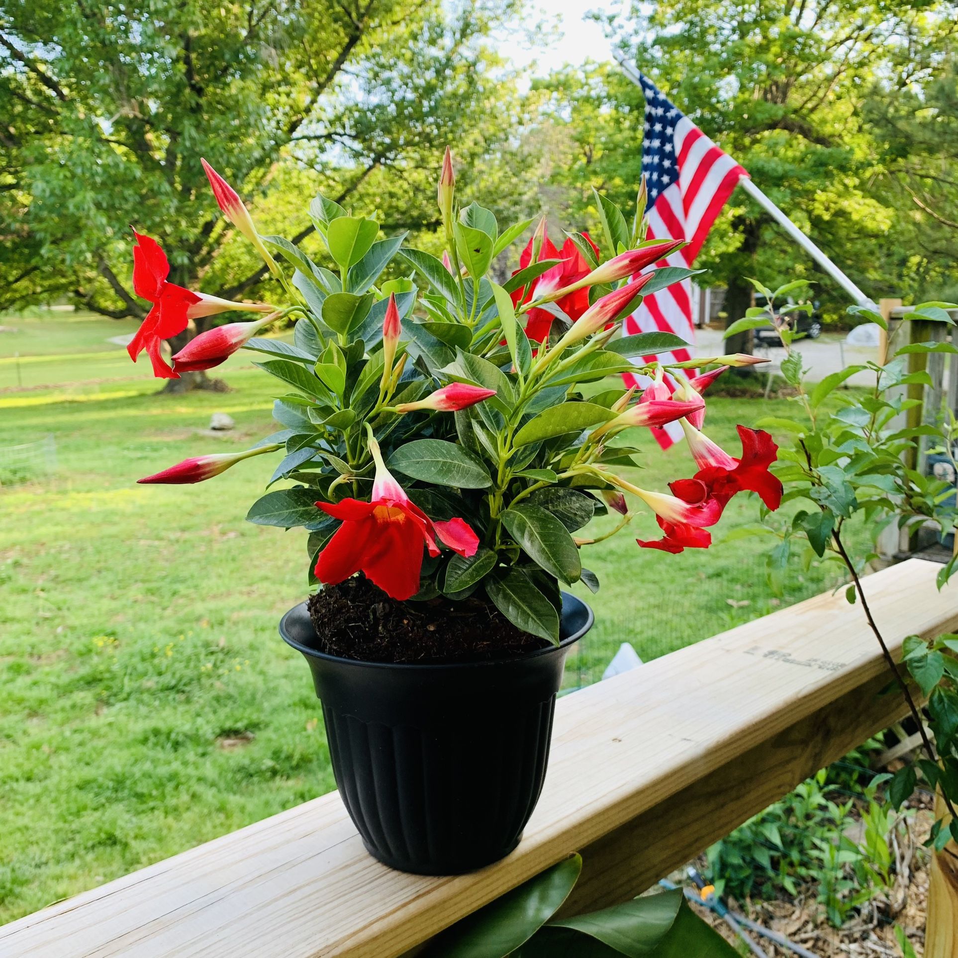 Live Red Mandevilla Climbing Flower Vine Plant