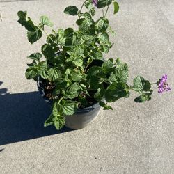 Planta Lantana A La Venta