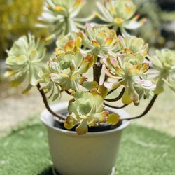 Beautiful Large Mature Succulent Succulents In Ceramic Pot Irish Rose