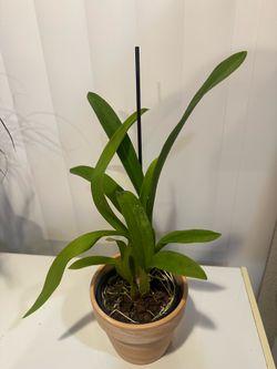 Orchid $20