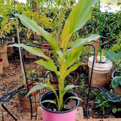 Turmeric (Curcuma) Plant