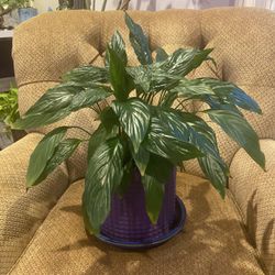 2 Peace Lily Plants Potted