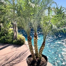 🌴 Pygmy Date Palms – 7.5ft Multi-Trunk / Patio Ready 🌴
