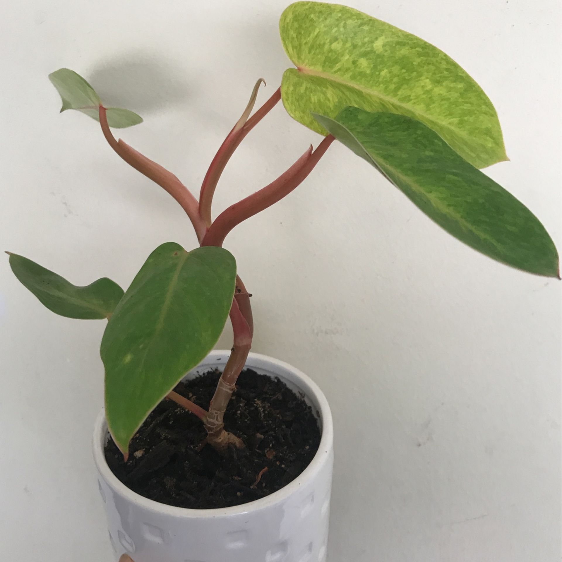 black cardinal philodendron imperial red vs rojo congo Philodendron Black Cardinal for Sale main image 1