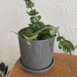 Hoya Hindu