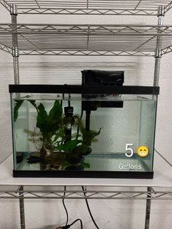 Fish tank aquarium No live animals