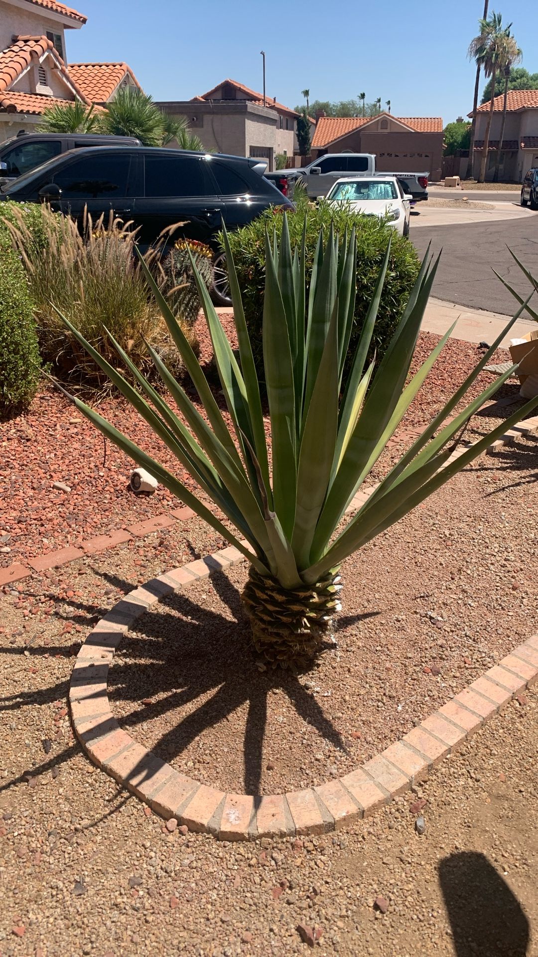 Aguave spiked Landscape Plant