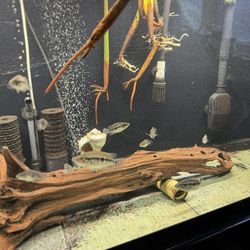 Aquarium Driftwood Decoration