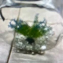 $5-Large fish bowl with plants