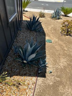 Agave plant