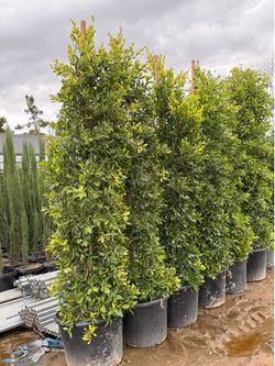 Indian Laurel ficus 25 gal 8-9 feet when planted
