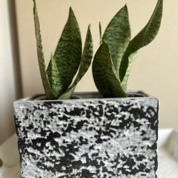 Two Snake Plants In Ceramic Pot