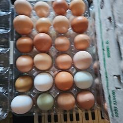 Fresh Eggs 