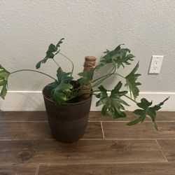 Large Philodendron Plant