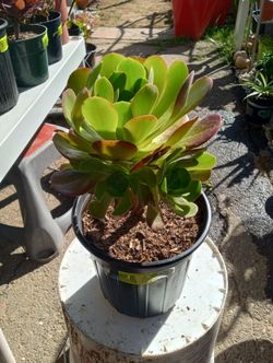 Plant