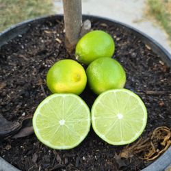 Arbolito De Limon Persa  Sin Semilla
