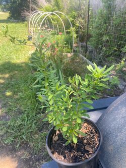 Goji Berry Fruit Plant