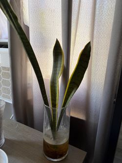 Free snake plant
