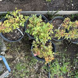 Roses - 3 Gallon - Double Knock Out (red)