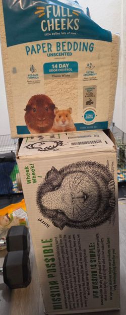 Guinea pig