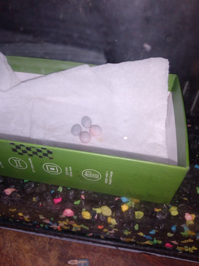 Leopard Gecko Eggs 4 Left About To Hatch