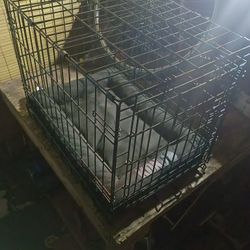 Dog Kennel 