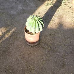 Cactus/Echinopsis oxygona