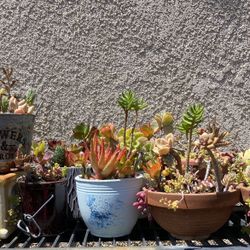 Succulent Arrangements