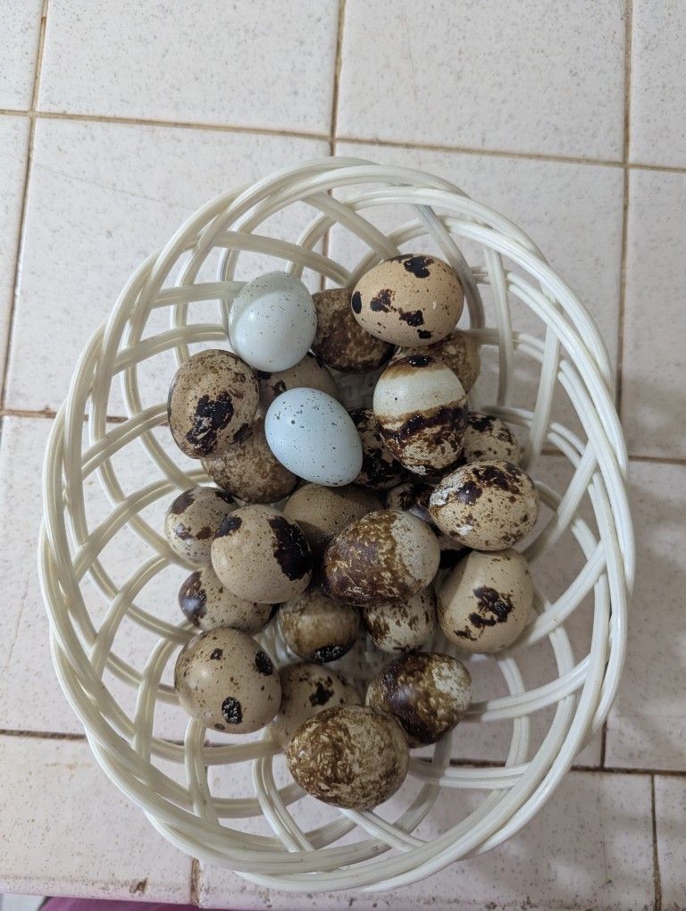 5$ For Fresh Dozen Quail Eggs