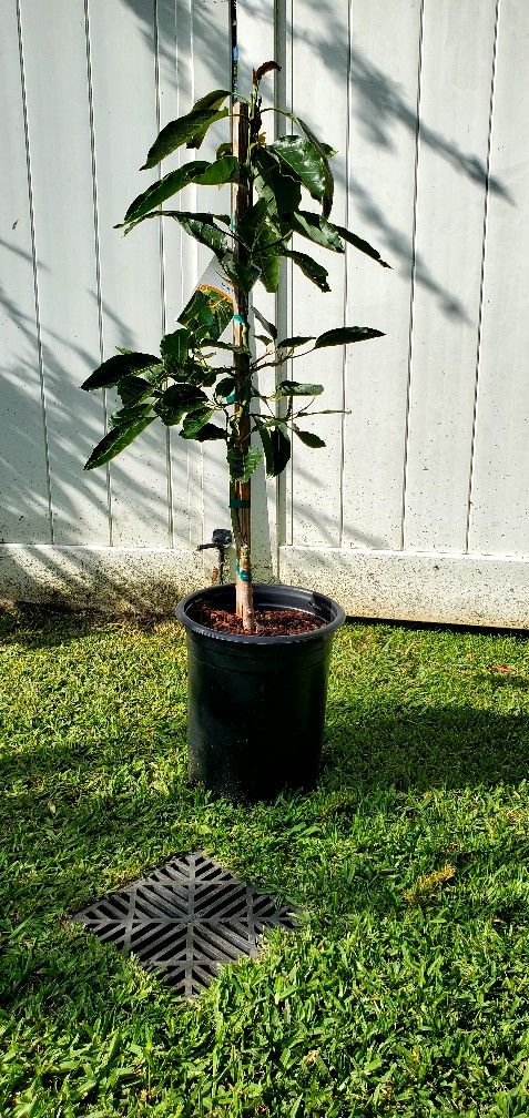Avocado Trees Propagated Grafted to produce Quality fruit quickly. FUERTE 5gal over 4´6" tall,All Products : American Fashion Style Bags On Sale