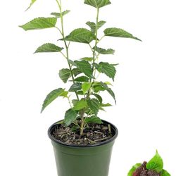 Giant Kiowa Blackberry (Rubus) Live Bareroot Fruiting Plant (1-Pack)